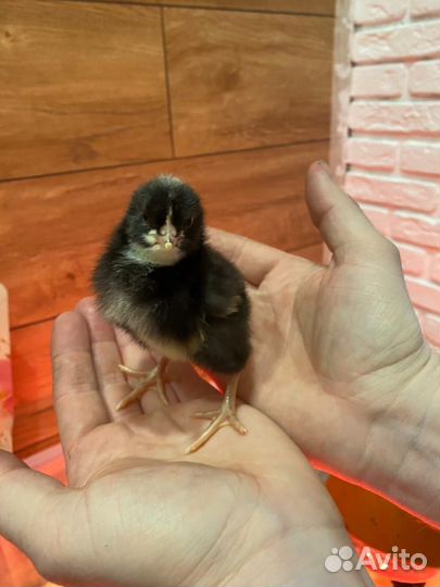 Цыплята несушки