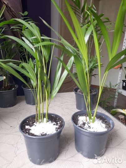 Пальмы(хамедорея,арека,сабаль)