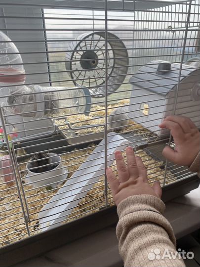 Джунгарский хомяки