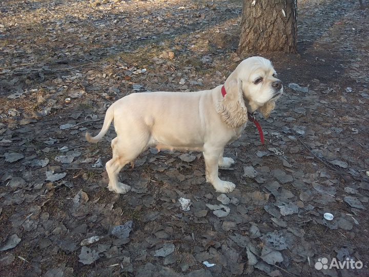 Стрижка собак и кошек