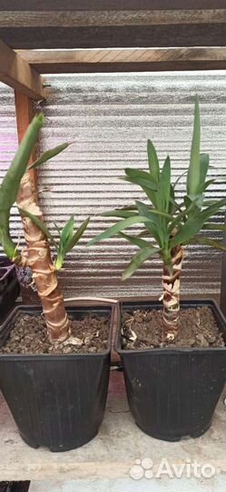 Пальма юкка