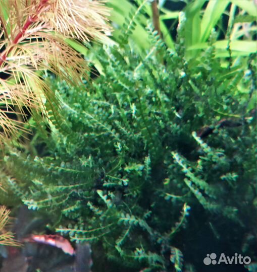 Аквариумные растения