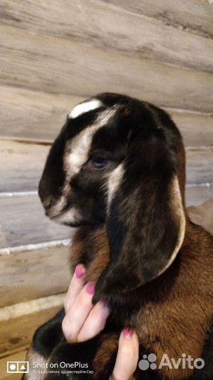 Продам козлят