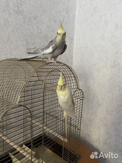 Попугаи кореллы