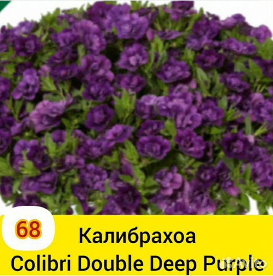 Черенки вегетативной калибрахоа