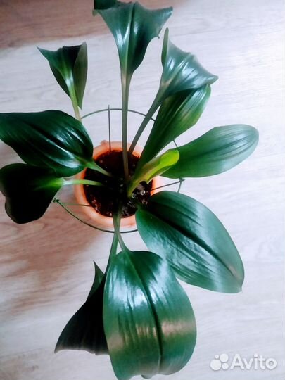 Фикус,амазонская лилия, Руэллия