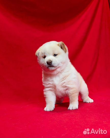 Сиба ину щенки белого окраса