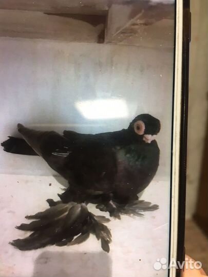 Голуби Евроазийцы