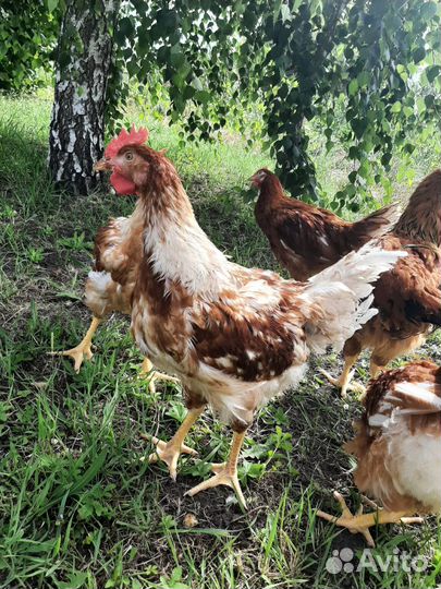 Куры молодки несушки Доминант