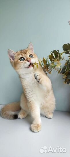 Золотая шиншилла