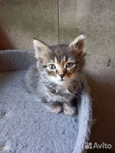 Кошка в дар