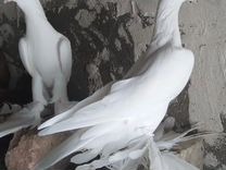 Иранские голуби Тибрис
