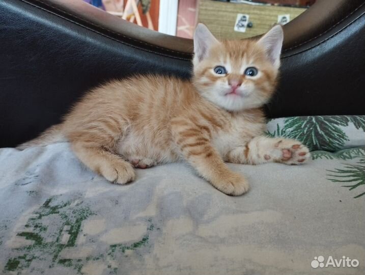 Отдадим котят(2 мальчика,2 девочки)