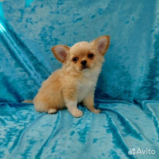 Чихуахуа длинношерстный мальчишечка