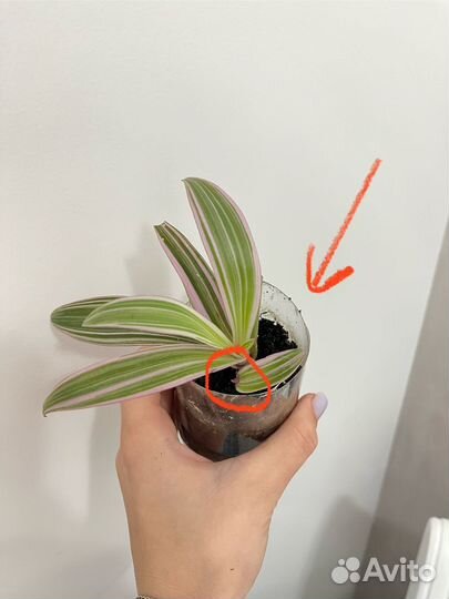 Цветок Рео отросток розовый рео сортовой