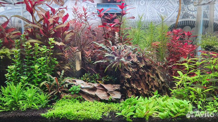 Аквариумные растения