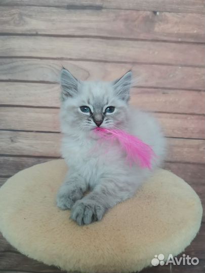 Сибирские котята