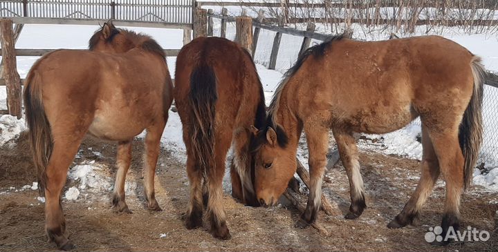 Жеребята- кобылы