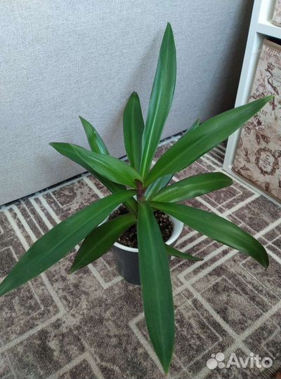 Рэо,среднее