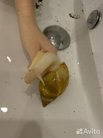 Улитки ахатины бесплатно