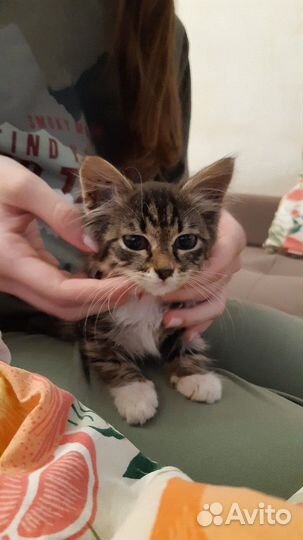 Котенок в добрые руки