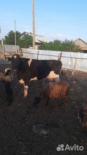 Продам 2 первотелки