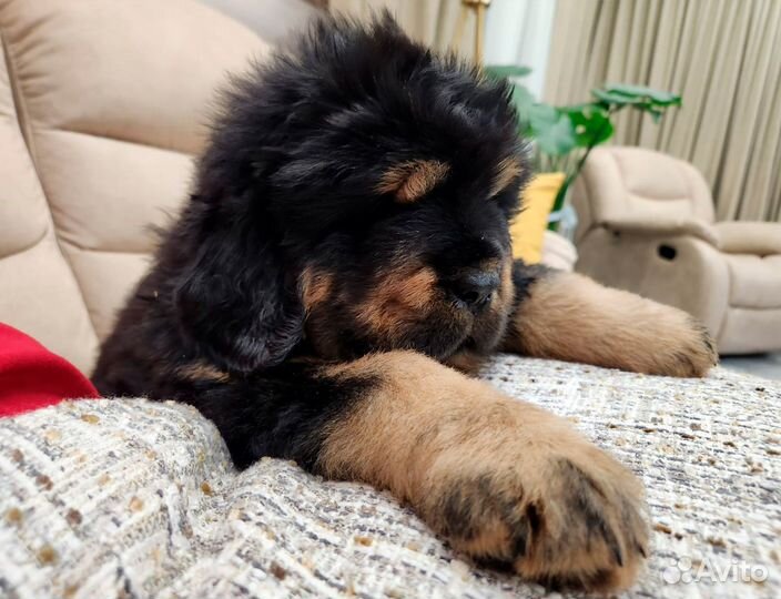 Тибетский мастиф щенок девочка