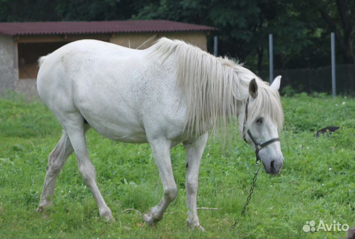 Продам кобылу