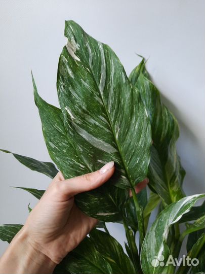 Спатифиллум Даймонд