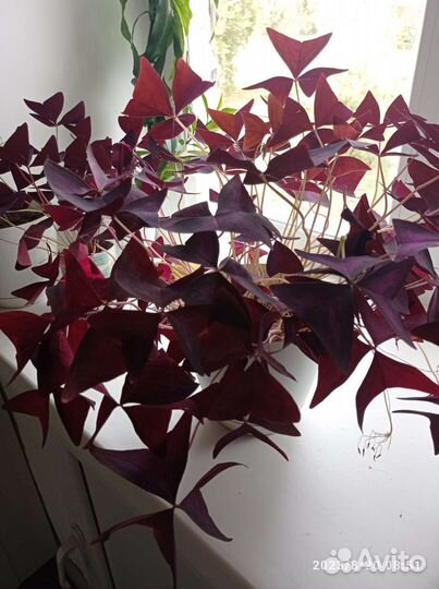 Кислица оксалис