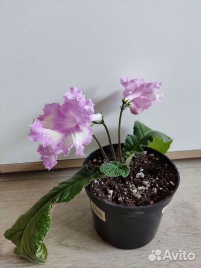 Стрептокарпус Ирэна