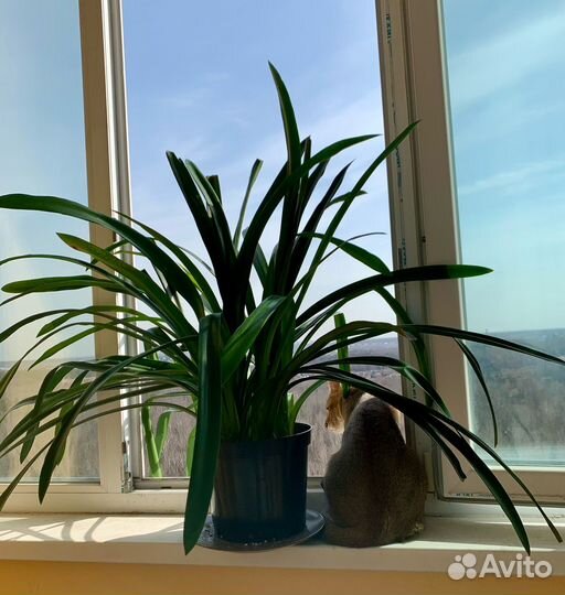 Кливия