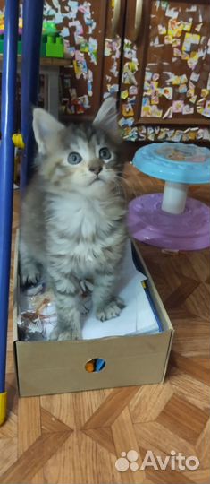 Котята мейн-кун продажа