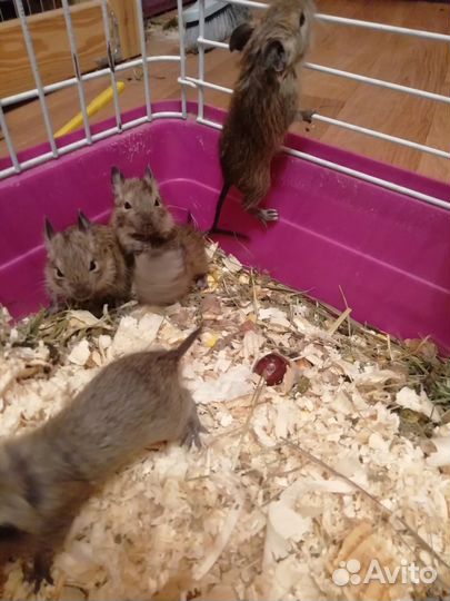 Бельчата дегу, чилийские 1+1