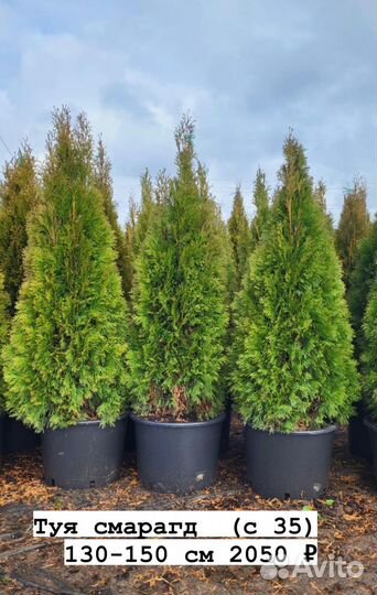 Чернозем черный,навоз крс 2г,торфосмесь,доставка