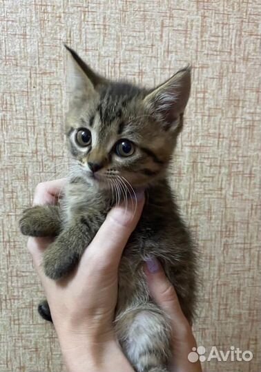 Котята бесплатно