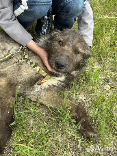 Милый и спокойный пёсик тоскует в приюте