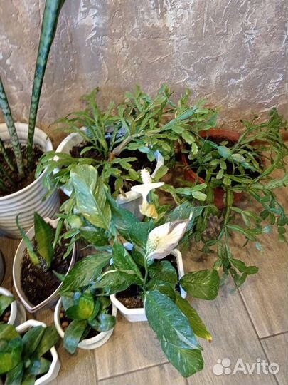 Сансевиерия