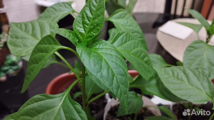 Перец комнатный острый, рассада