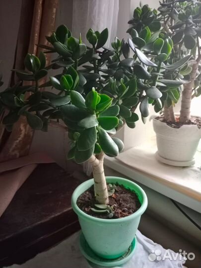 Денежное дерево толстянка крассула