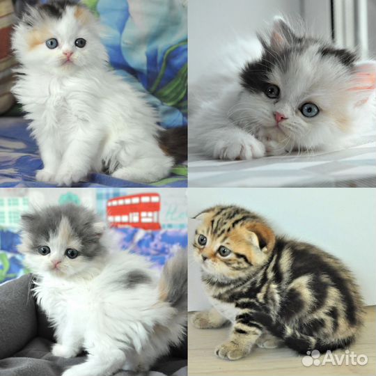 Котята из питомника