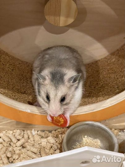 Сирийский хомяк с клеткой