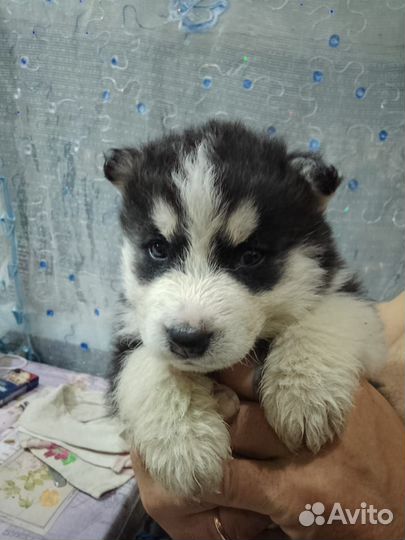 Щенки Сибирской Хаски