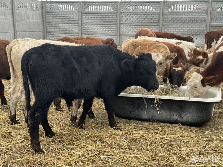 Бычки и тёлка