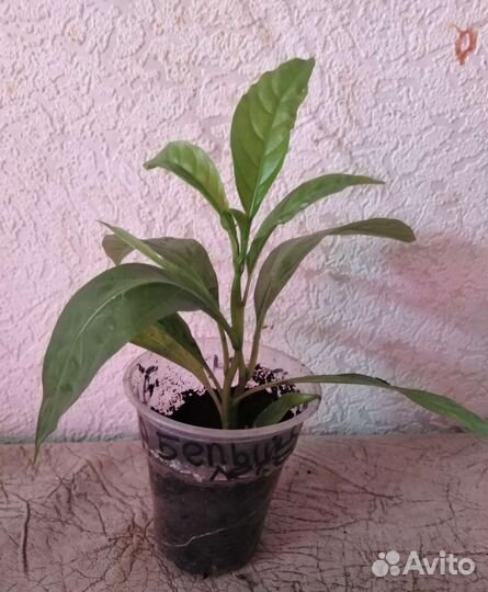 Клеродендрумы