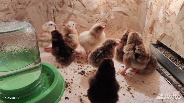 Цыплята несушки