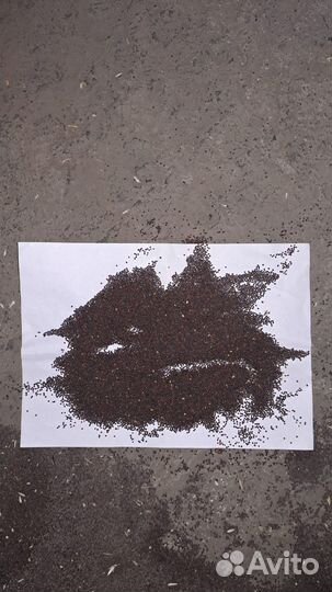 Горчица черная