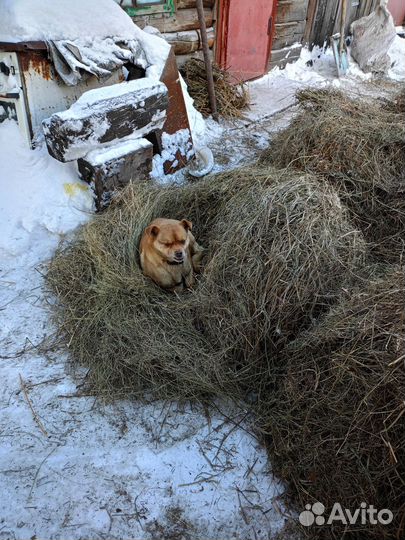 Сено в тюках и мешках на подстилку