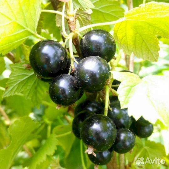 Саженцы черной смородины Экзотика