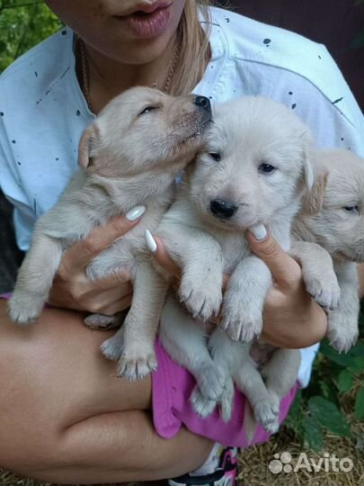 Щенки в добрые руки